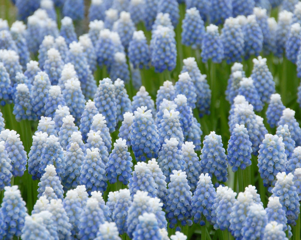 Flower BulbsMuscari Mount Hood Bulbs UK - 6