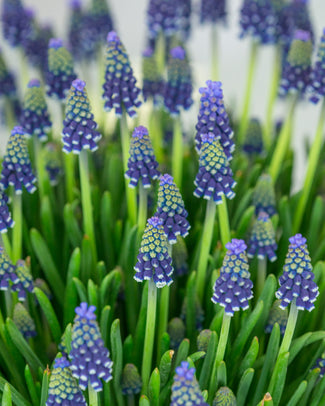 Muscari 'Night Eyes' Muscari 'Night Eyes'