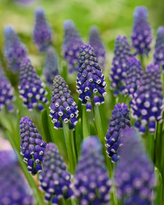 Muscari 'Night Eyes' Muscari 'Night Eyes'
