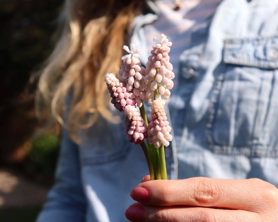Muscari 'Pink Sunrise'