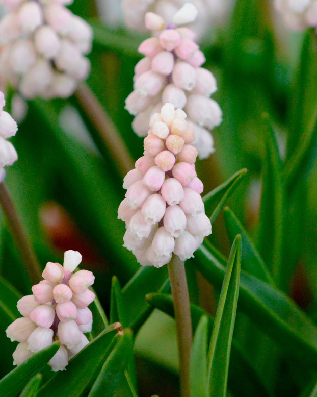 Muscari 'Pink Sunrise'
