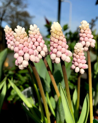 Muscari 'Pink Sunrise' Muscari 'Pink Sunrise'