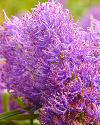 Muscari 'Plumosum' Muscari 'Plumosum'