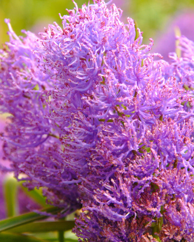 Muscari 'Plumosum'