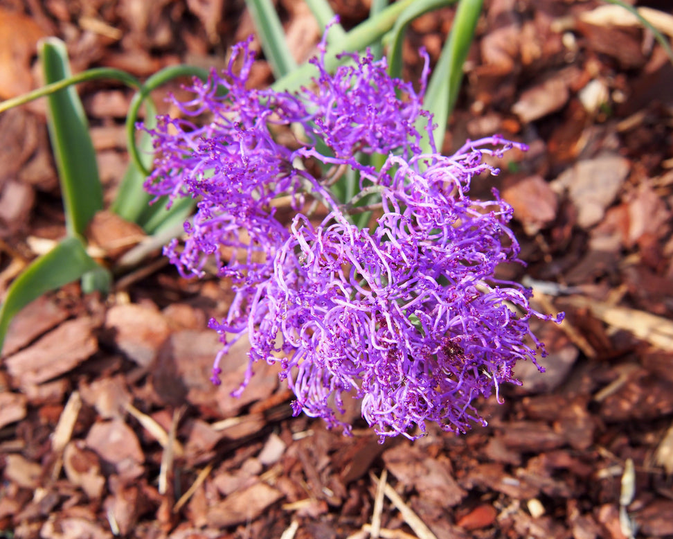 Muscari 'Plumosum'