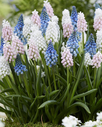 Muscari collection 'Sommelier' Muscari collection 'Sommelier'