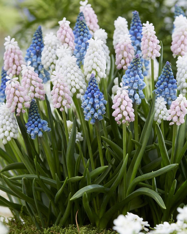 Muscari collection 'Sommelier'