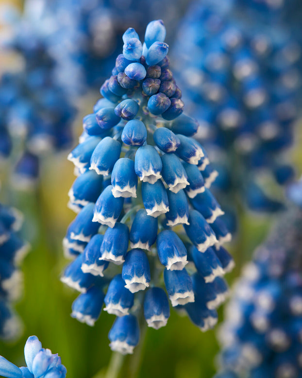 Muscari 'Soulmate'