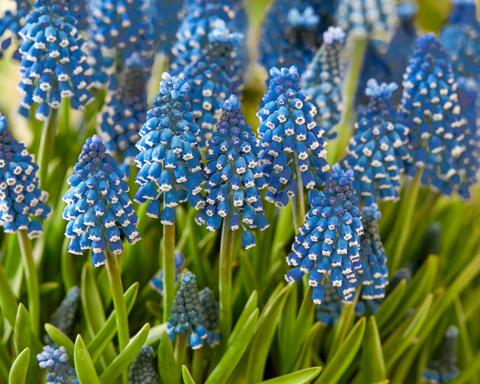 Muscari 'Soulmate'