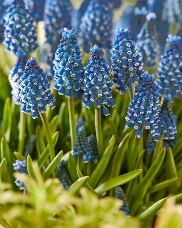 Muscari 'Soulmate'