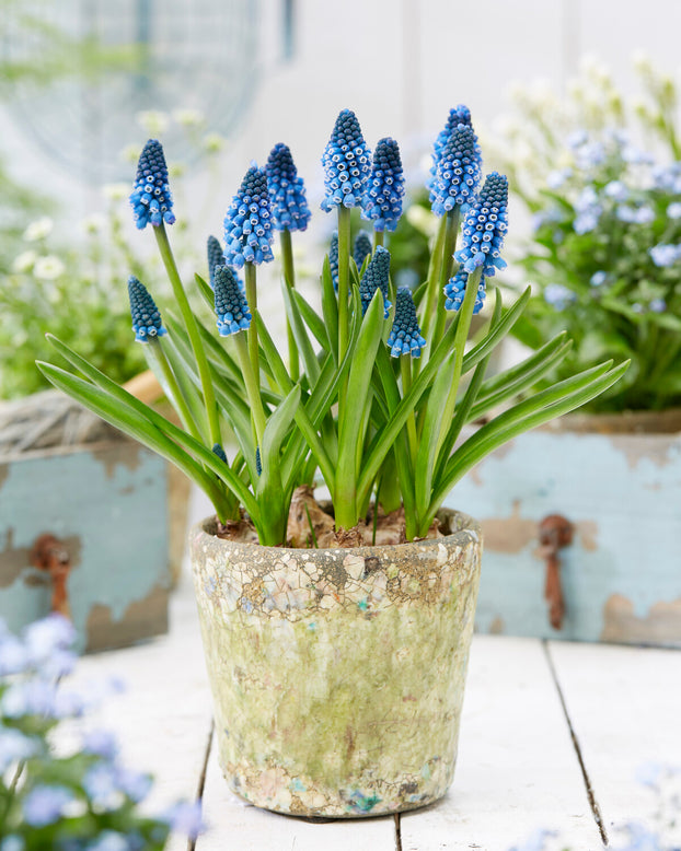 Muscari 'Soulmate'