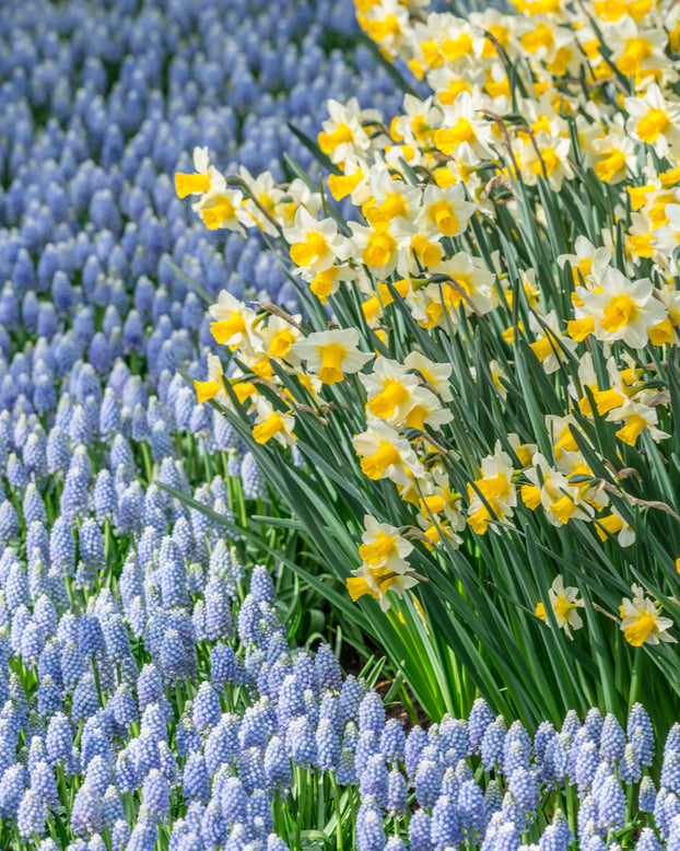 Muscari 'Valerie Finnis'