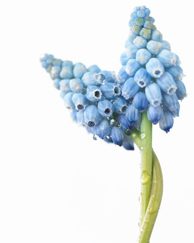 Muscari 'Valerie Finnis'