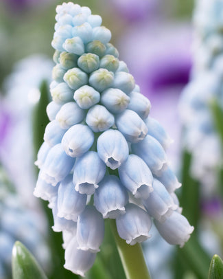 Muscari 'Valerie Finnis' Muscari 'Valerie Finnis'