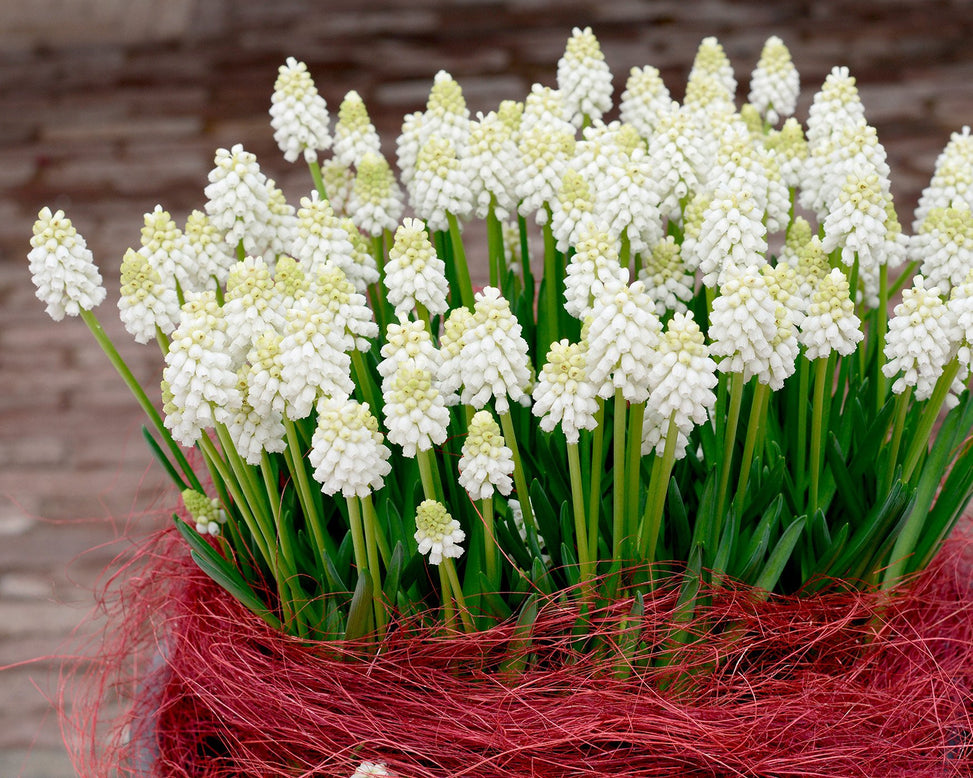 Flower BulbsWhite Magic Bulbs UK - 4