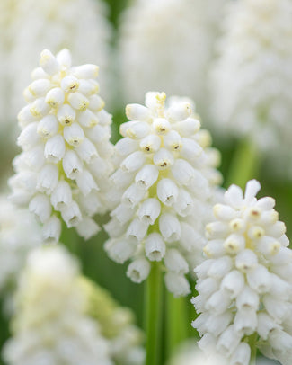 Muscari 'White Magic' Flower BulbsWhite Magic Bulbs UK - 1