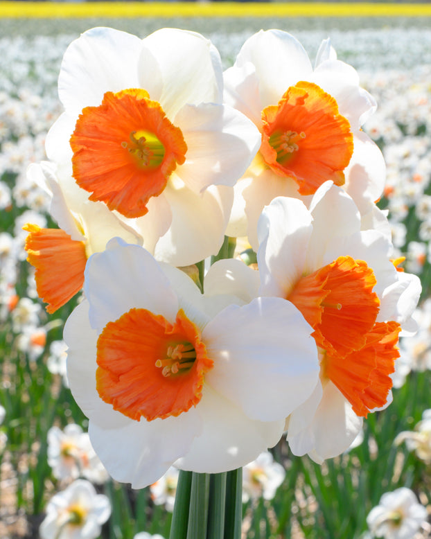Narcissus 'Amadeus'