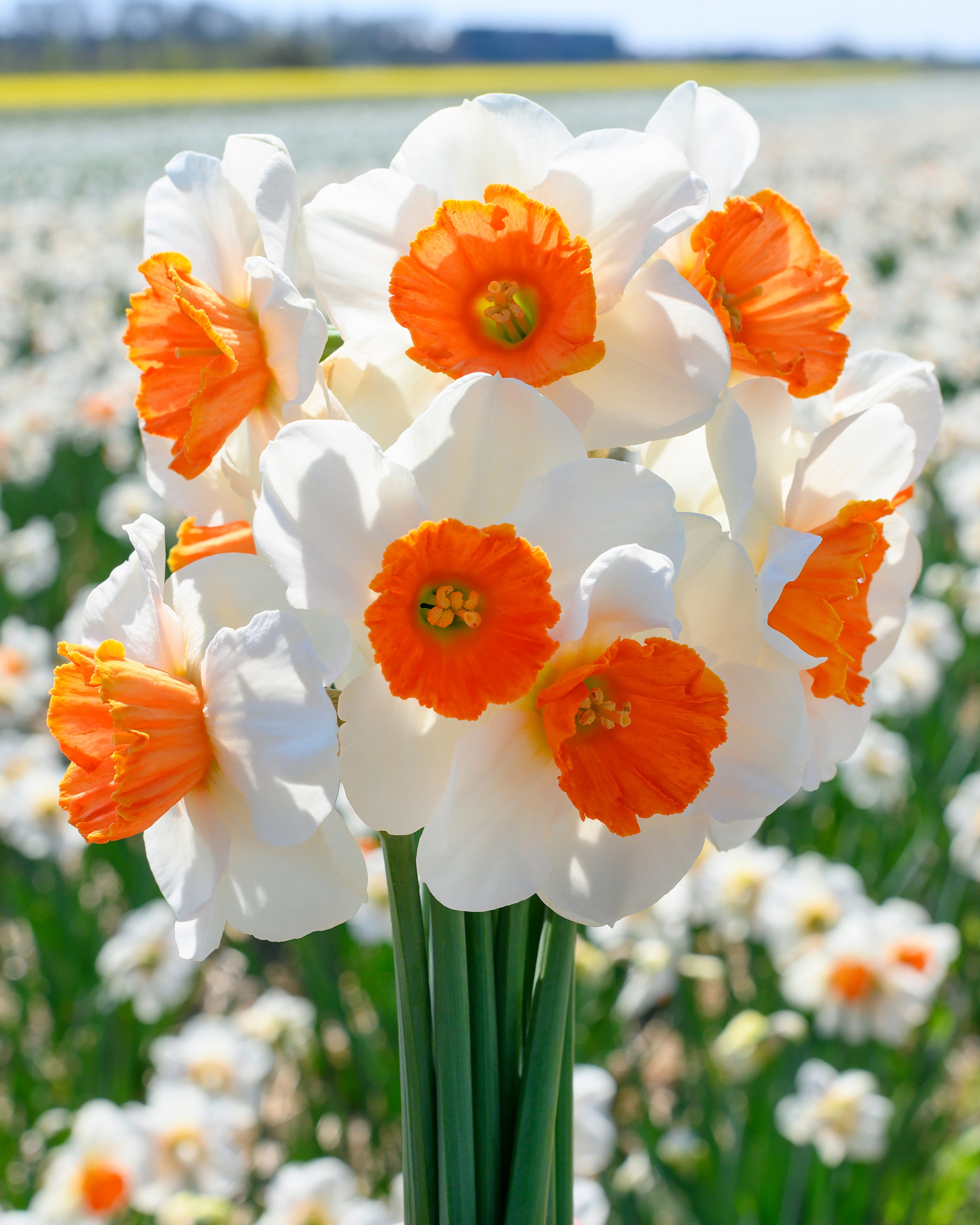 Narcissus