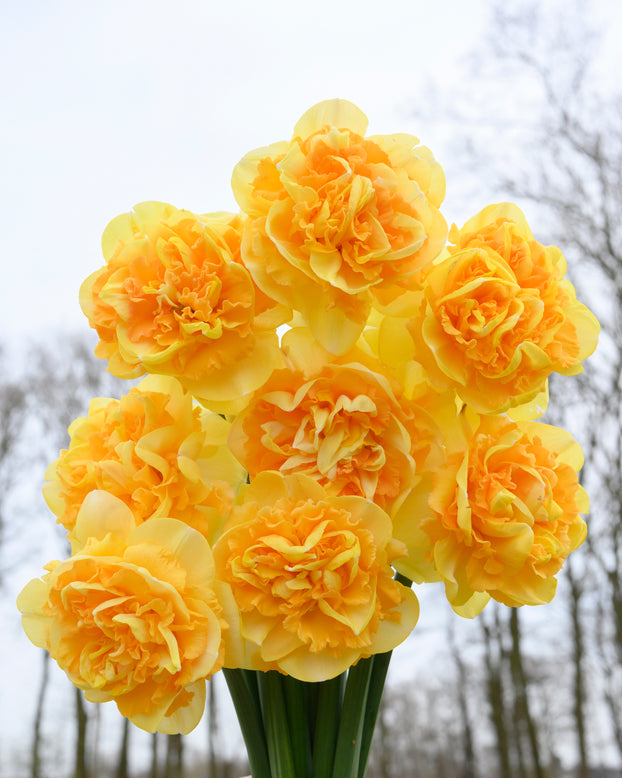 Narcissus 'Art Perfume'