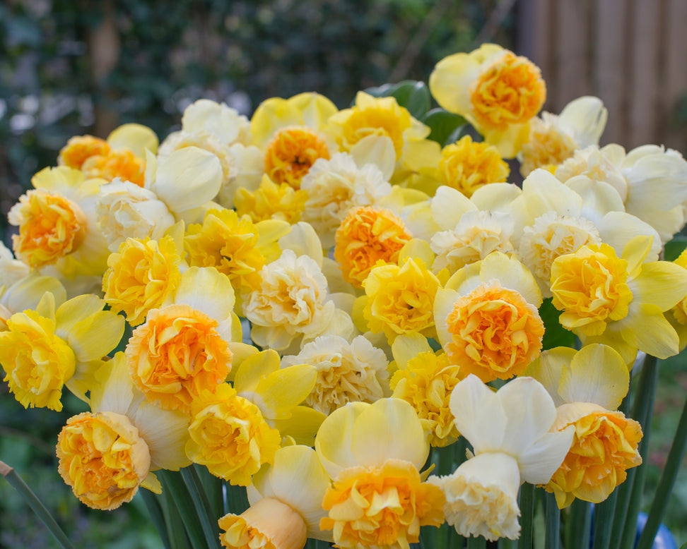 Narcissus 'Art Perfume'