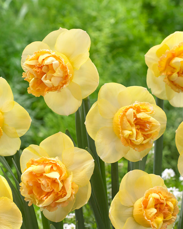 Narcissus 'Art Perfume'