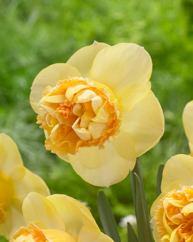 Narcissus 'Art Perfume'