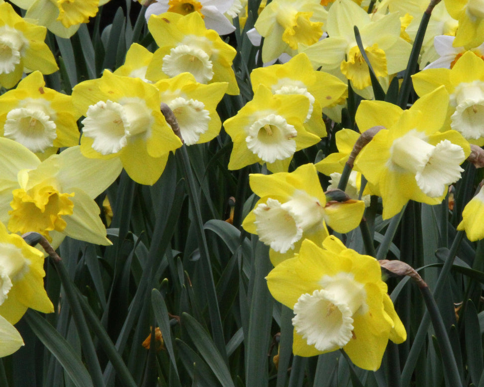 Narcissus 'Avalon'