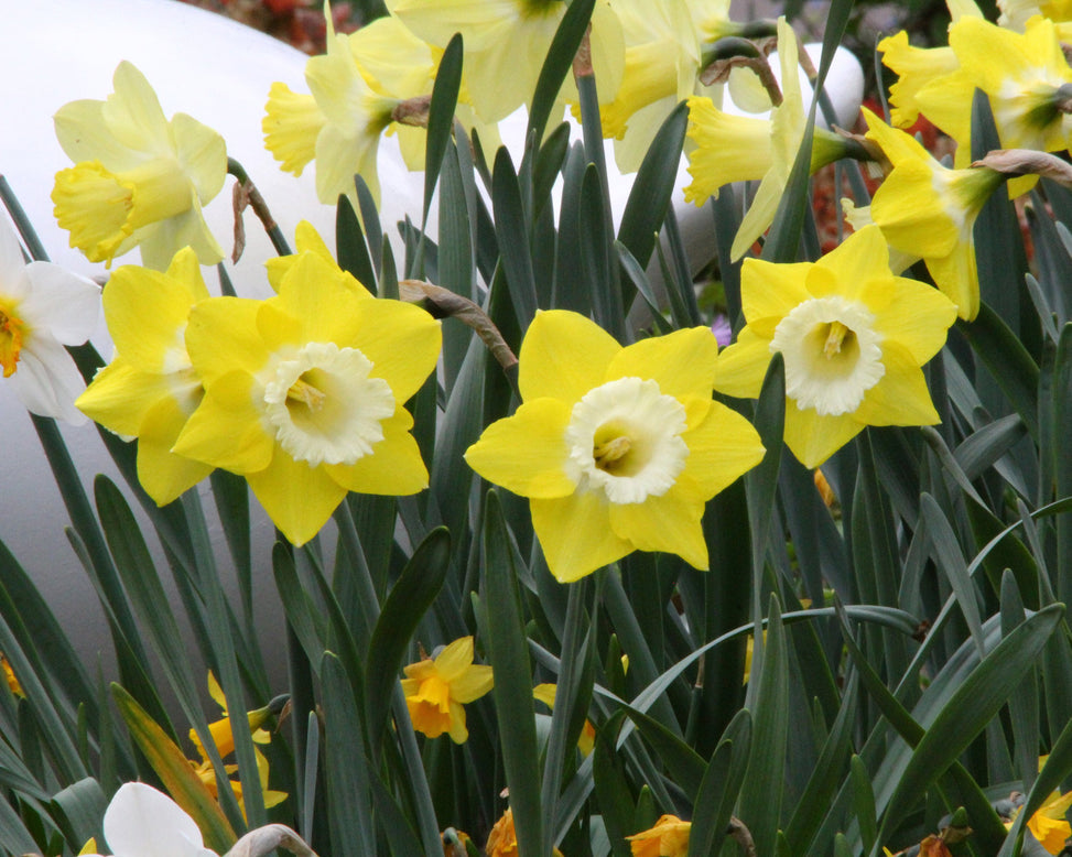 Narcissus 'Avalon'