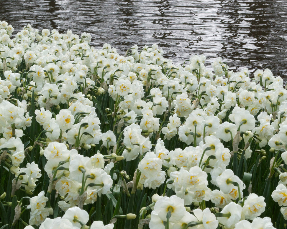 Flower BulbsBridal Crown Bulbs UK - 2
