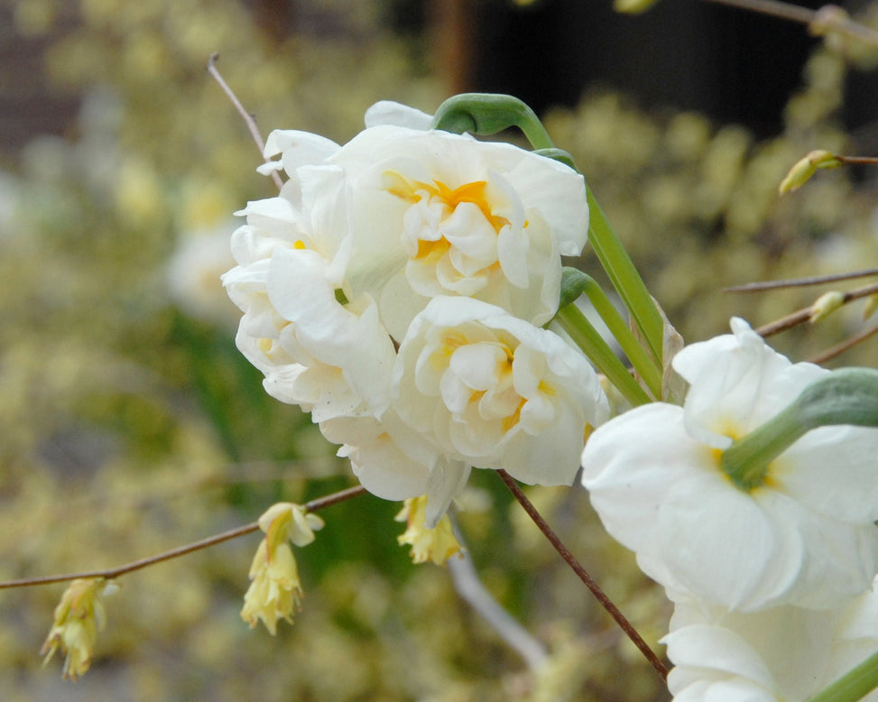 Flower BulbsBridal Crown Bulbs UK - 3