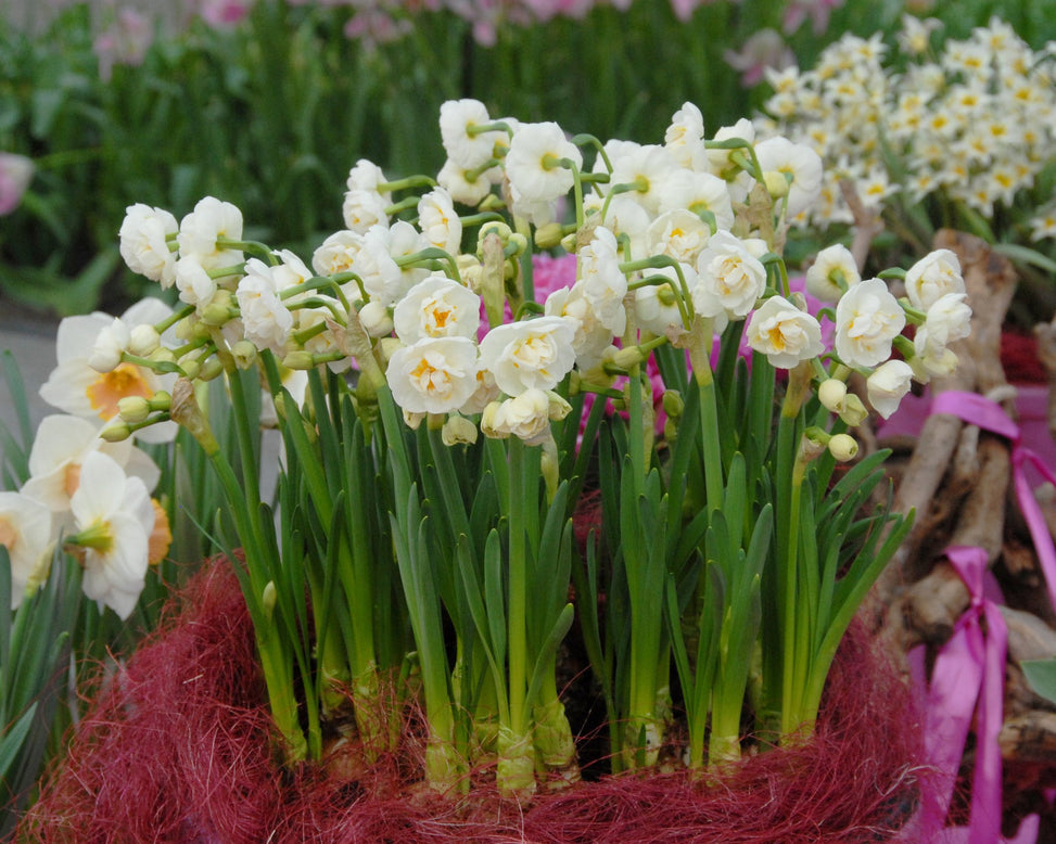 Flower BulbsBridal Crown Bulbs UK - 4