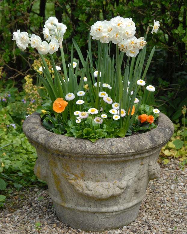 Flower BulbsBridal Crown Bulbs UK - 5