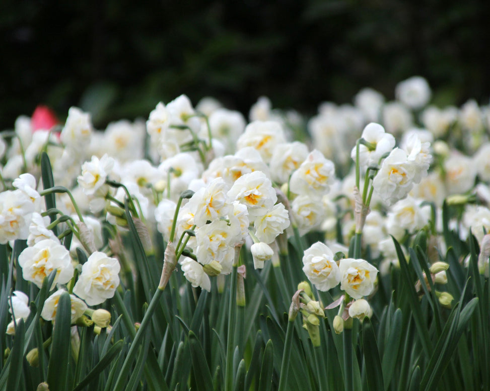 Narcissus 'Bridal Crown'