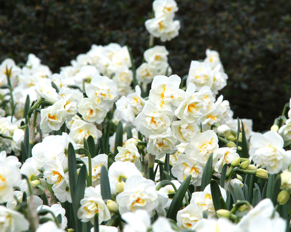 Narcissus 'Bridal Crown'