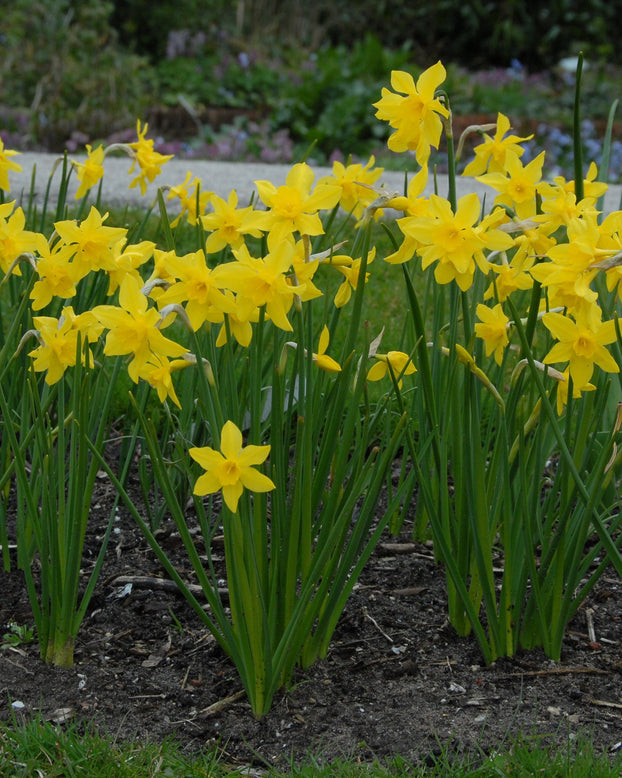 Flower BulbsCampernelle Bulbs UK - 1