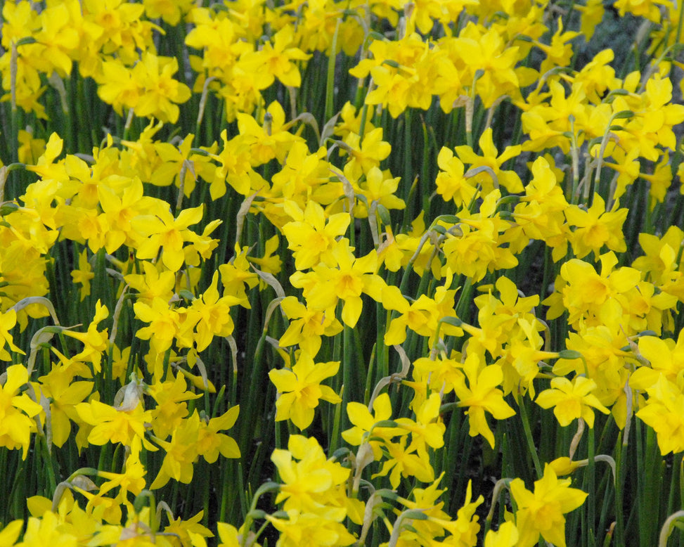 Flower BulbsCampernelle Bulbs UK - 3