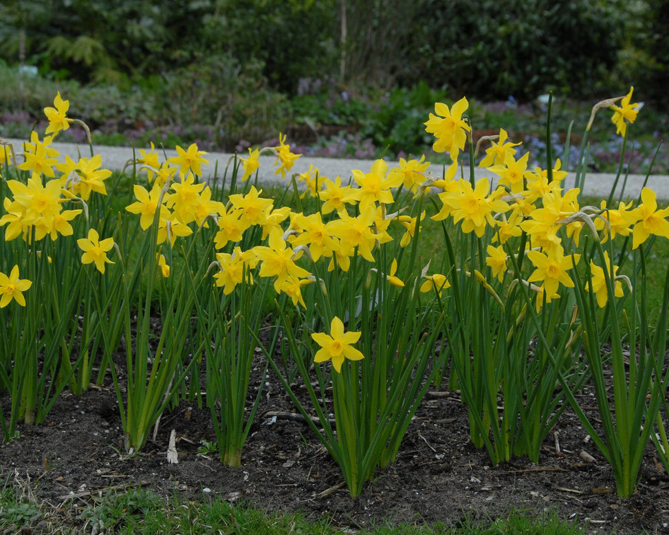 Flower BulbsCampernelle Bulbs UK - 4