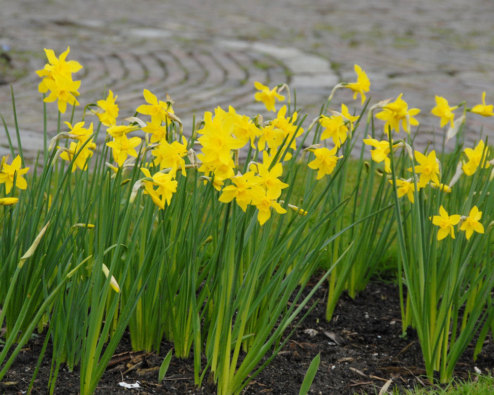 Flower BulbsCampernelle Bulbs UK - 2
