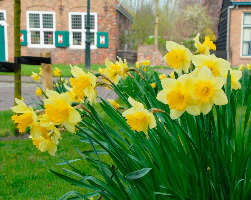 Flower BulbsCarlton Bulbs UK - 2