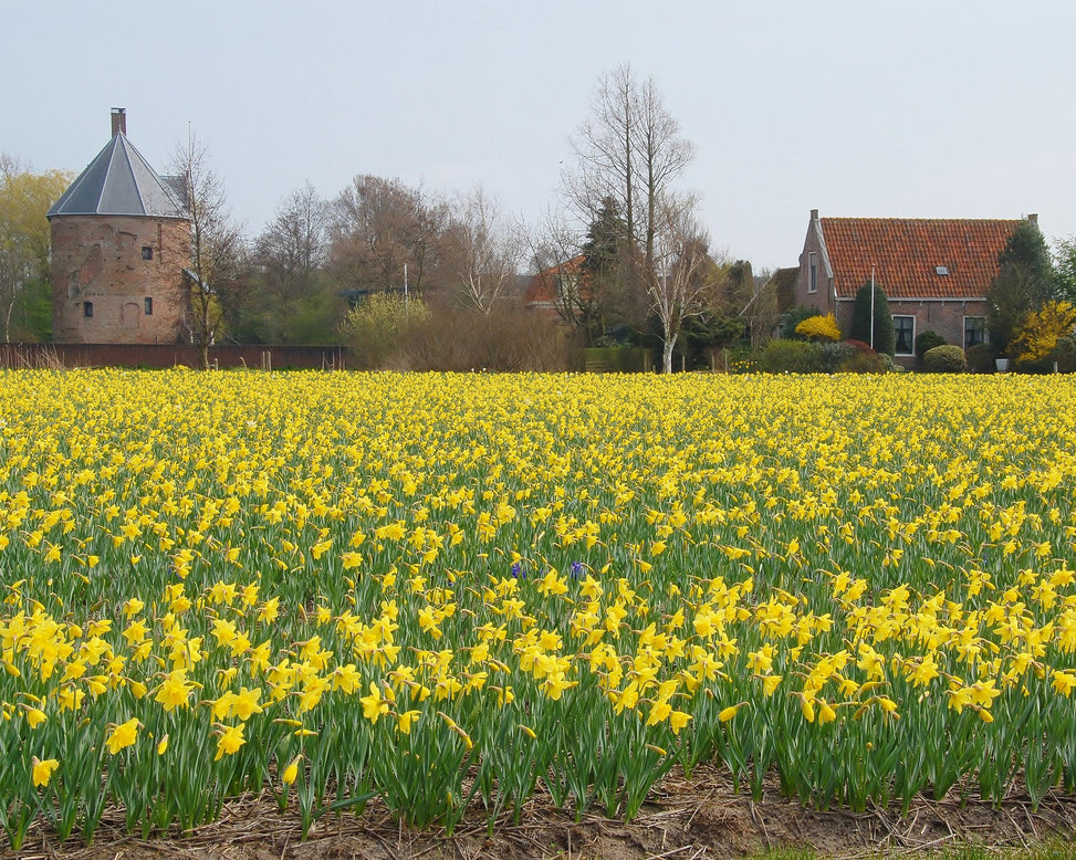 Flower BulbsCarlton Bulbs UK - 3