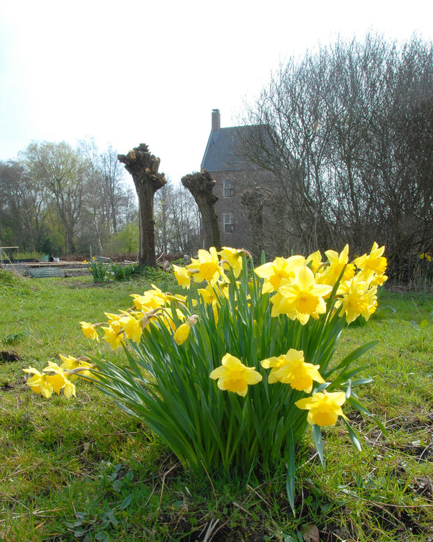 Flower BulbsCarlton Bulbs UK - 4