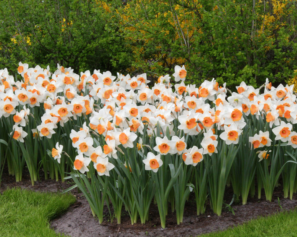Narcissus 'Chromacolor'