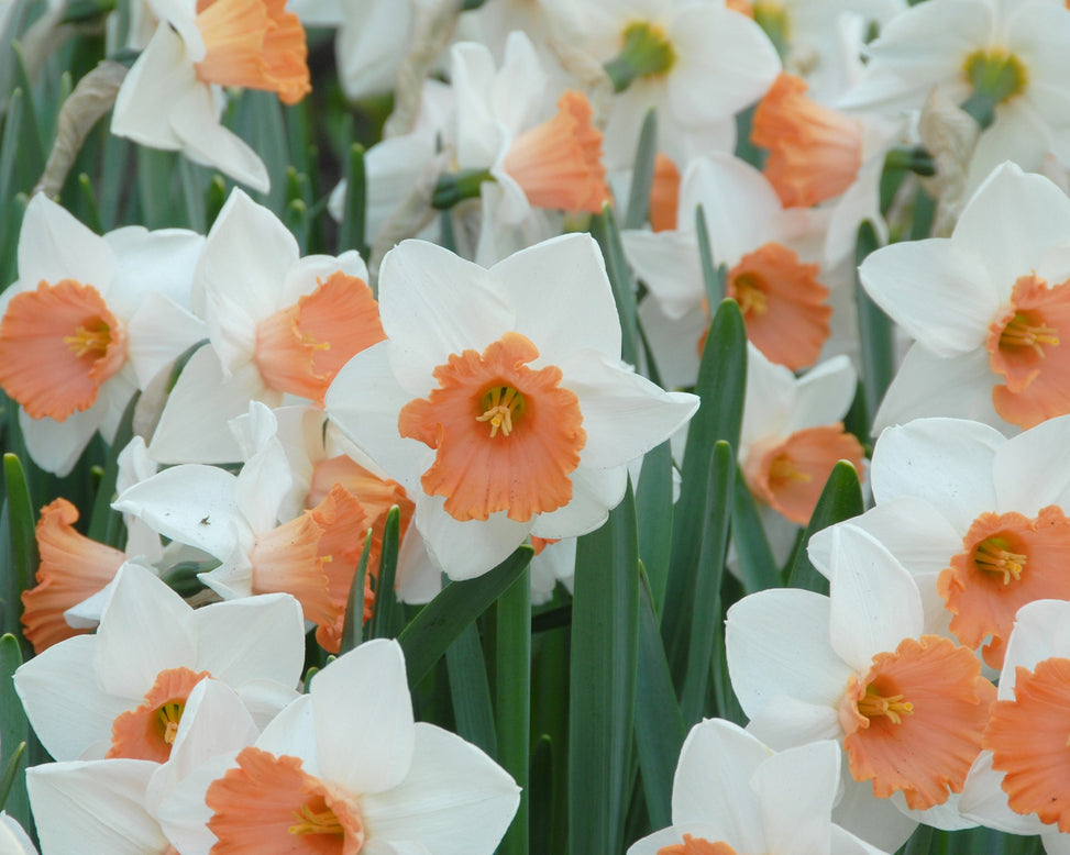 Narcissus 'Chromacolor'