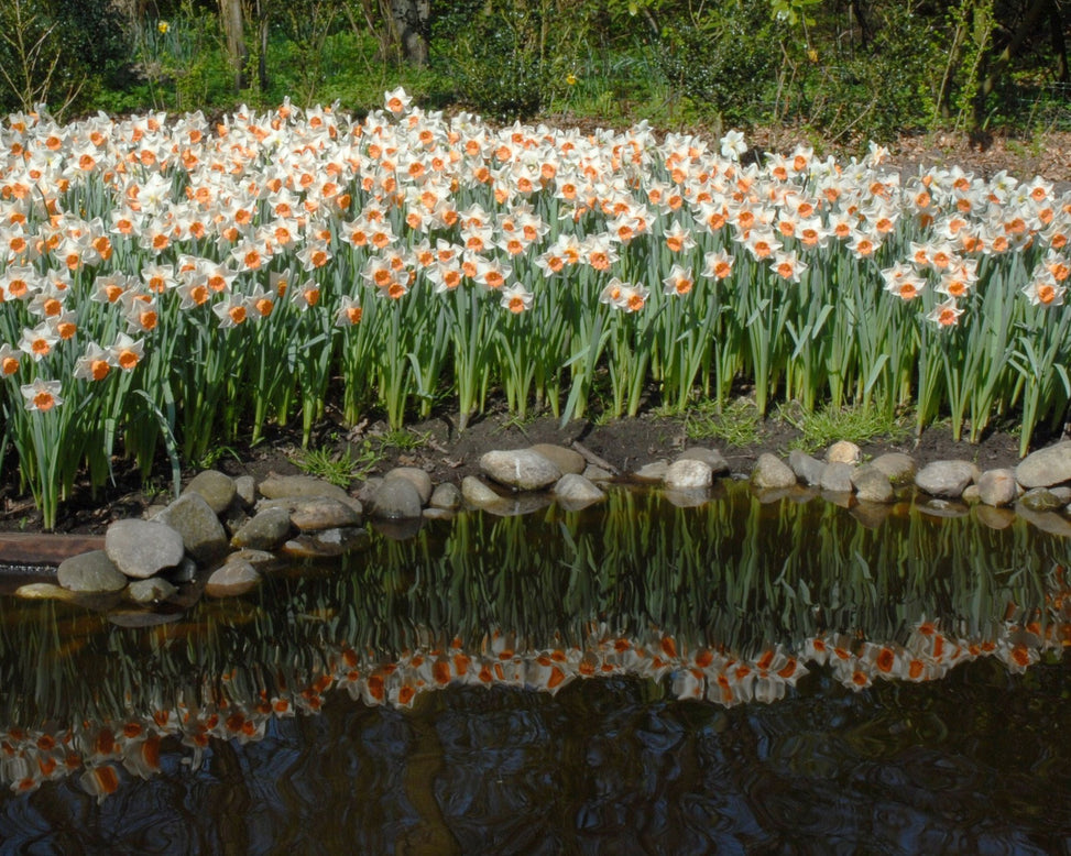 Narcissus 'Chromacolor'