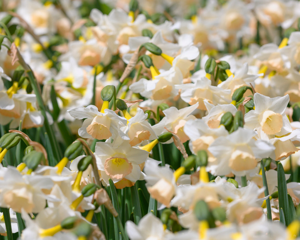 Narcissus 'Cosmopolitan'