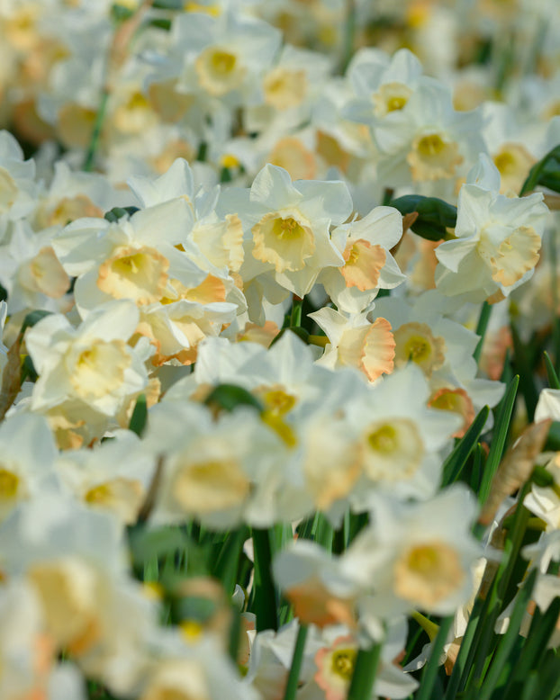 Narcissus 'Cosmopolitan'