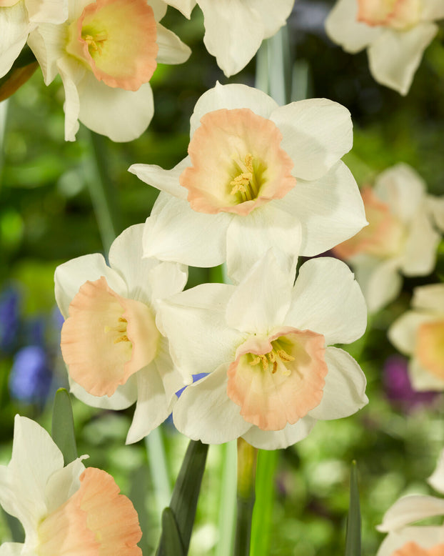 Narcissus 'Cosmopolitan'