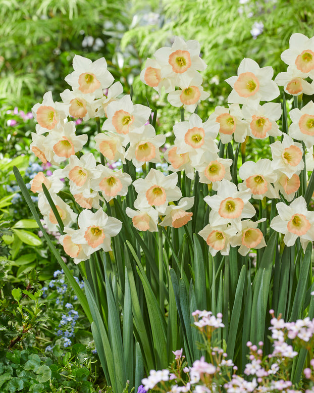 Narcissus 'Cosmopolitan'