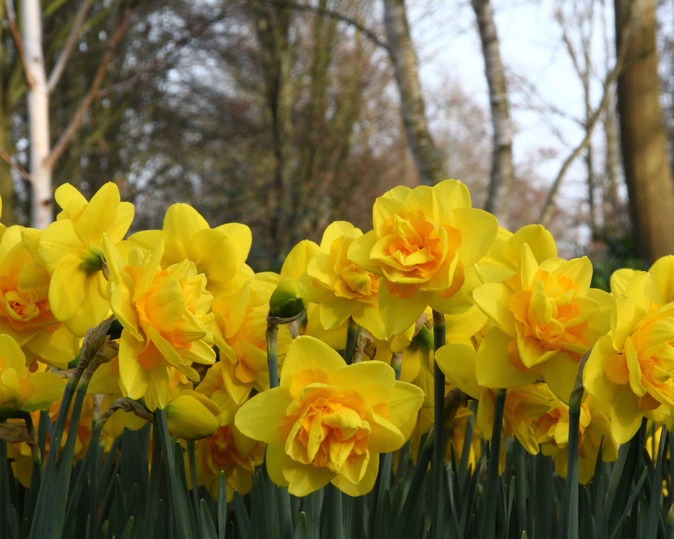 Narcissus 'Dick Wilden'