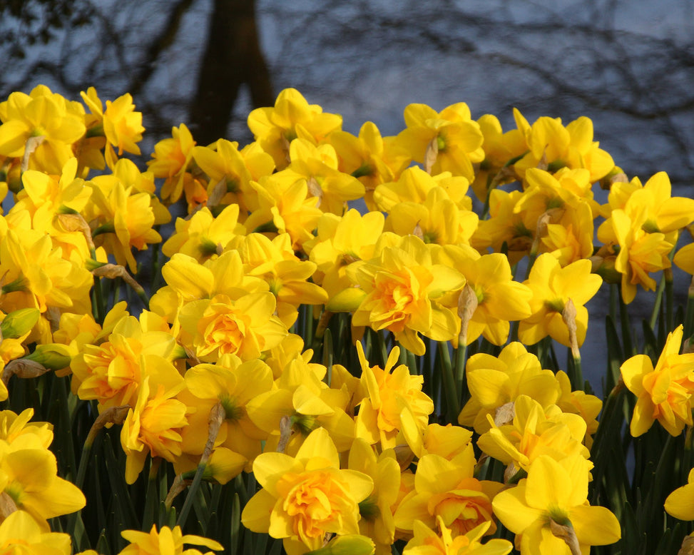 Narcissus 'Dick Wilden'